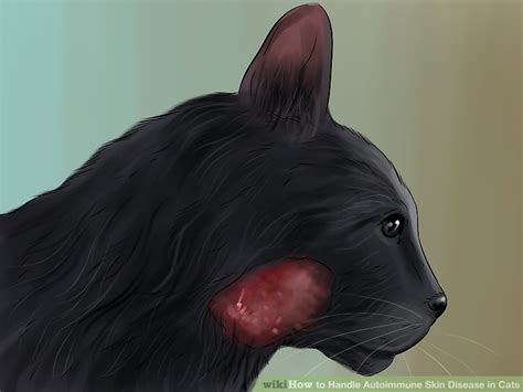 Skin conditions in cats and dogs can be incredibly frustrating to diagnose and then treat. How to Handle Autoimmune Skin Disease in Cats: 8 Steps