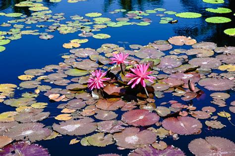 The Guide To Wonderful Water Lilies In Landscaping For Fl Homes