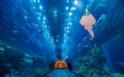 Book Dubai Aquarium Tickets Updated 2021 Headout