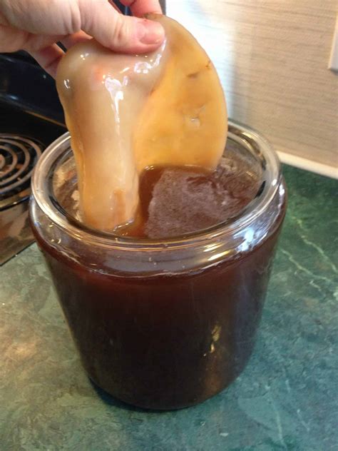 Scoby is actually an acronym for symbiotic culture of. Kombucha Scoby - Health Starts in the Kitchen