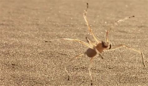 New Cartwheeling Spider Found In Morocco Cinemablend