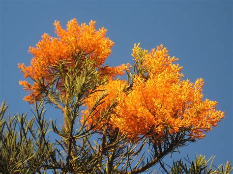 Western Australian Christmas Tree L Flickr Photo Sharing