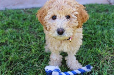 Everything You Need To Know About The Mini Labradoodle Animalso