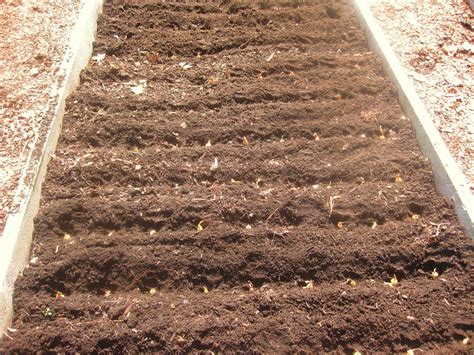 What Soil For Raised Bed Garden How To Build And Plant A Low