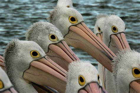 Outback Pelicans ~ Pelican Facts Nature Pbs