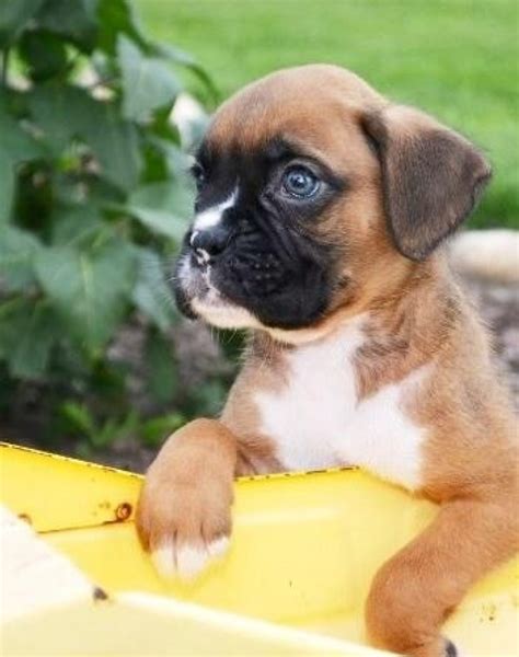60 Top Photos Boxer Puppies For Sale In Michigan Miniature Boxer Is