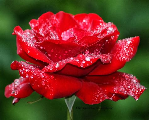 Unduh 58 Wallpaper Red Rose Flower Images Terbaik Postsid