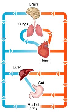 Always try to make the wires straight lines. BBC - GCSE Bitesize: The circulatory system