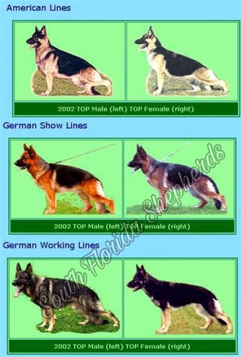 Show Line Vs Working Line German Shepherd Dog German Shepherd Dogs