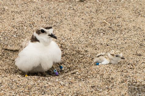 Female Snowy Plover Brooding 3 Photos Taken During Us Fish Flickr