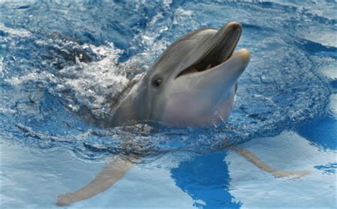 The end of the film features some clips of kazazic and other. The true story behind new movie 'Dolphin Tale' | SILive.com