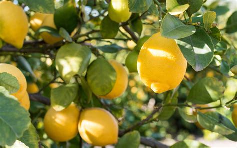 The bulbous stems are used in asian and caribbean dishes, where they are smashed to. 8 Tips for Growing Lemon Trees in Large PlantersTerraCast ...