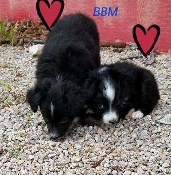 20 to 40 pounds life span: View Ad: Miniature Australian Shepherd Puppy for Sale ...