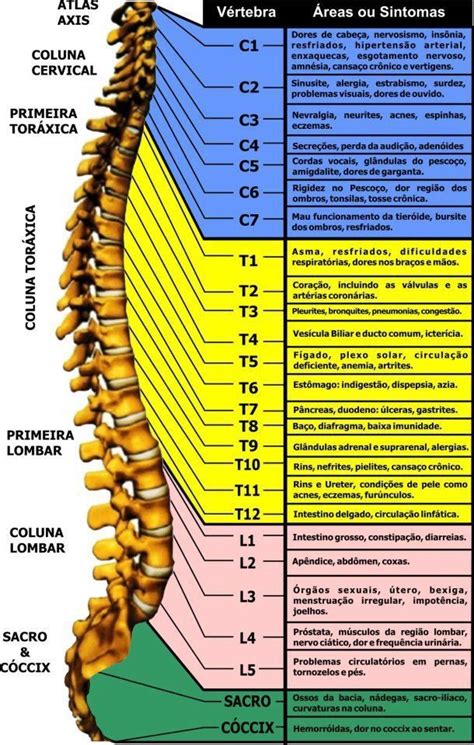 Coluna Vertebral Medical Anatomy Spine Health Human Anatomy And