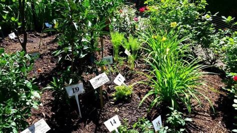 This Old Testament Garden Features 100 Plants From Biblical Times