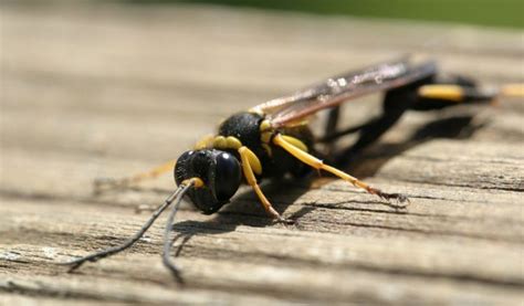Paper Wasp Facts Life Cycle And Habitat Information