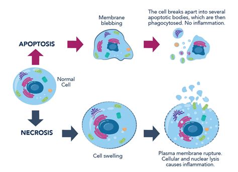 En Skadad Cell Kan Dö Genom Exempelvis Apoptos Eller Nekros Vilket Av
