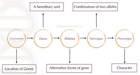 What Is A Genotype Definition Frequency And Methods