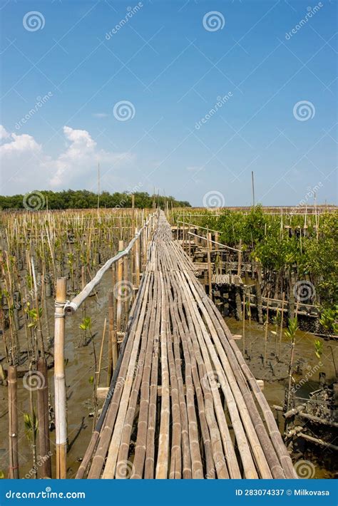 A Bamboo Footbridge Built Over The Planting Mangrove Trees On The