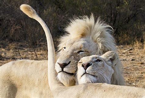 Leões Brancos São Raríssimos E Existem Apenas 12 Em Liberdade Na África