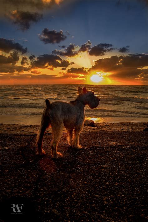 The Dog And The Sunset Dog Beach Pet Dogs Puppies Dogs