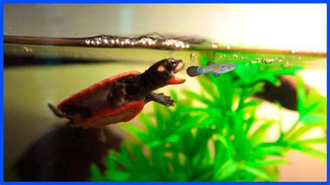 Baby Turtle Eats Live Fish For The First Time Youtube