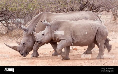 One Adult White Rhino Female With Her Sub Adult Calf Kruger Park South