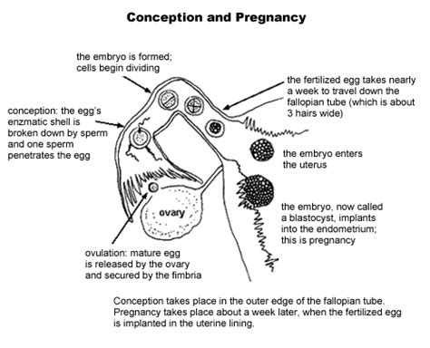 How Long Does Egg Stay In Fallopian Tube After Ovulation