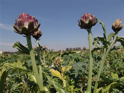 Growing and Caring for Artichoke Plants | All things here