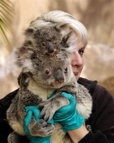 San Diego Zoo On Instagram Some Koality News You Can Print Koalas