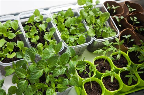 Grow Tomato Plant Home Garden Vegetable Planting Potato Container