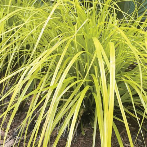 Carex O Evercolor Everillo Perennial Plant Sale Shipped From Grower