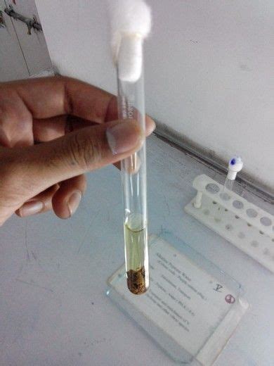 Maybe you would like to learn more about one of these? Robertson cooked meat medium | Microbiology, Cooking meat ...