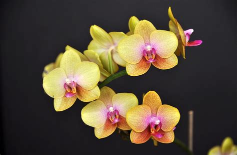 3840x2160 Resolution Shallow Focus Of Yellow Orchids Hd Wallpaper