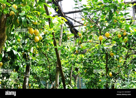 Lemon Tree Garden High Resolution Stock Photography And Images Alamy