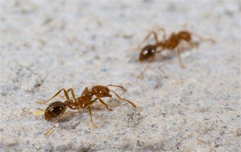 The last item that is of essential importance when considering taking on an infestation by yourself is the guarantee. Blog - What Oklahoma Property Owners Need To Know About Do-It-Yourself Fire Ant Control