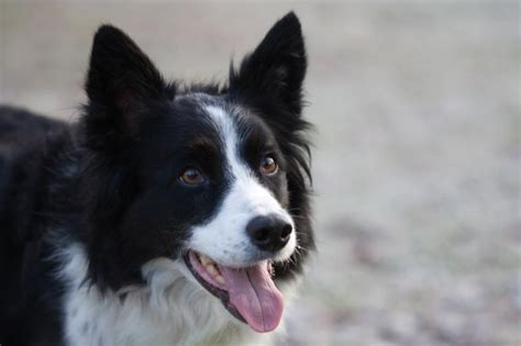 11 Bright Facts About Border Collies Collie Dog Border Collie Dog