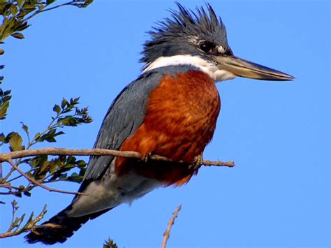 Ringed Kingfisher Birds Of North America King Fishers
