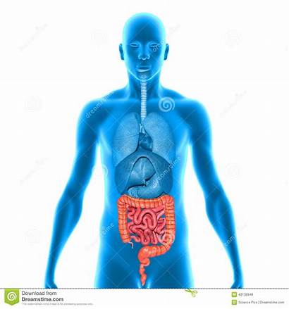 Intestines System Organ Tract Gastrointestinal Gi Human