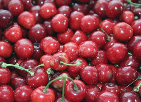 Close Up Of A Pile Of Ripe Cherries With Stalks And Leaves A Large