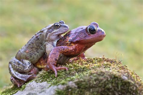 Jun 06, 2021 · 6. Matt Cole Macro Photography: Common Frogs