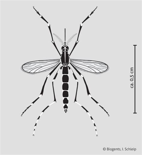 Asiatische Tigermücke Aedes Albopictus Biogents Ag Carlos Ramirez