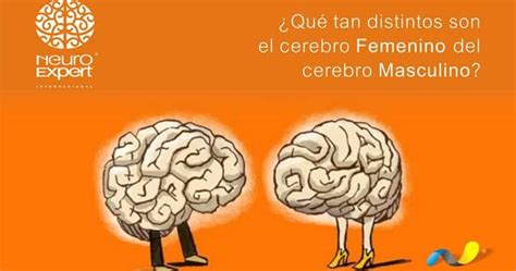 Cerebro Femenino Vs Masculino