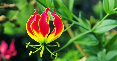 The Adaptations of the Flame Lily Flower in the African ...