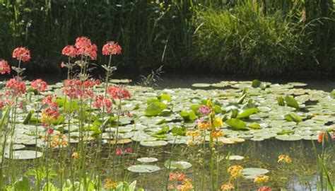 It is native to china, the indian subcontinent, australia, new guinea, southeast asia, and various islands of the pacific and indian oceans. Names of Plants That Live by Ponds | Garden Guides