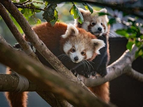 Red Panda Twins ‘ready To Explore After Leaving Den For First Time