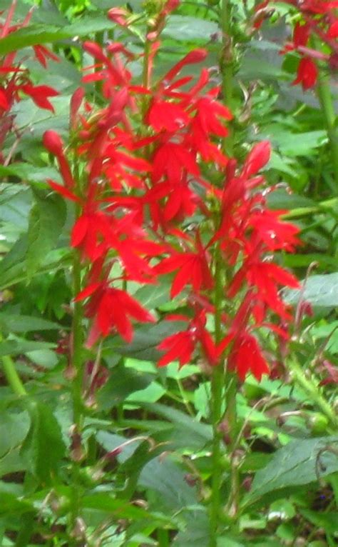Plant Profile Cardinal Flower Lobelia Cardinalis