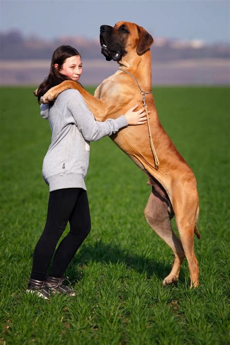 Great Danes What You Need To Know About Them Hubpages