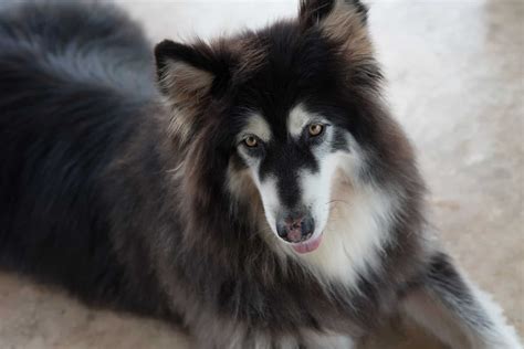 Giant Alaskan Malamute Your Guide To Owning A Giant Mal Dog K9 Web