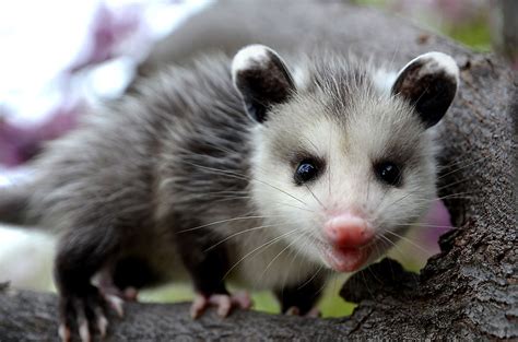 15 Things You Didnt Know About Opossums Worldatlas